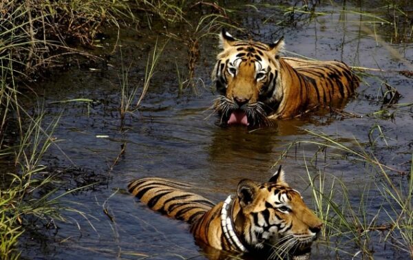 635x400_fill_kanha-600x378