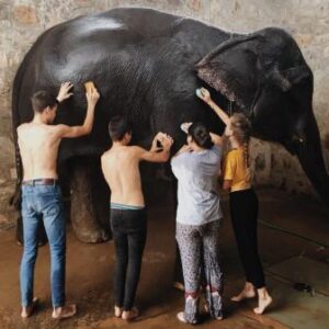 Elephant-Trip-Jaipur-300x300